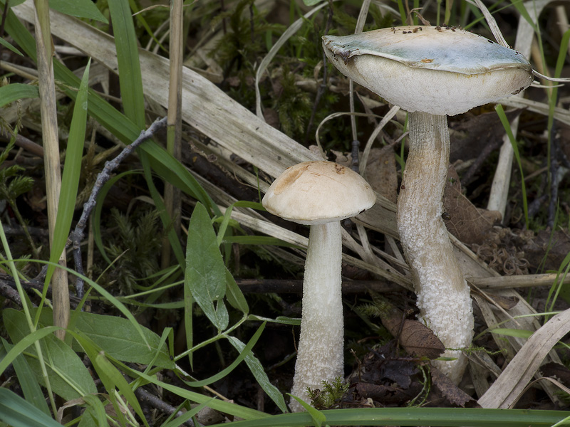 Leccinum holopus